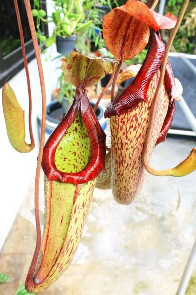 stock image Nepenthes