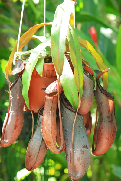 stock image Nepenthes