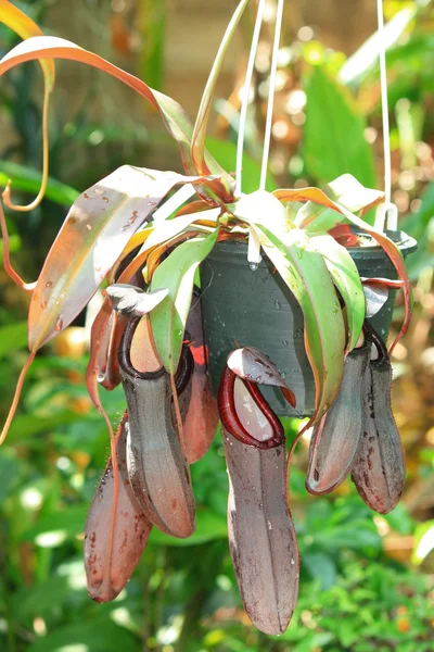 Nepenthes — Foto Stock
