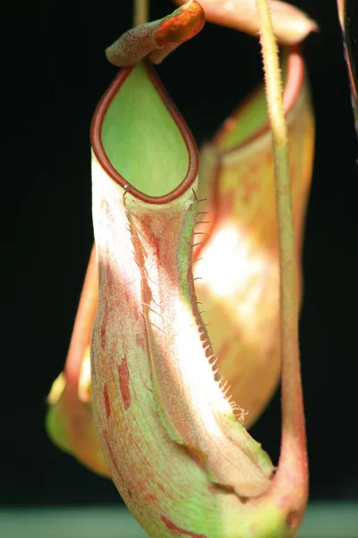 Nepenthes — Foto de Stock