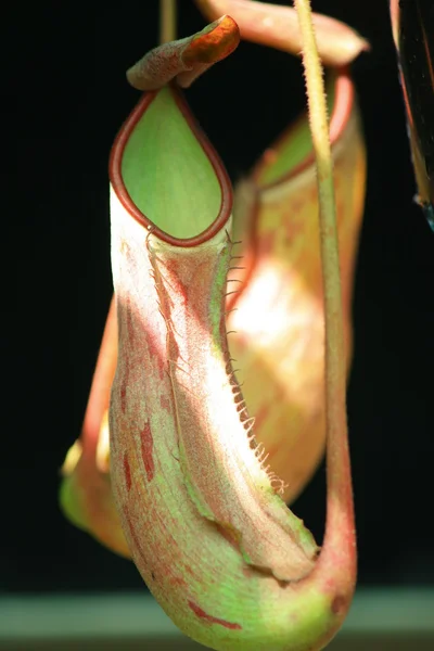 stock image Nepenthes