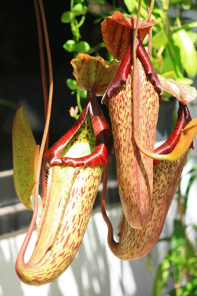 Nepenthes — Fotografia de Stock