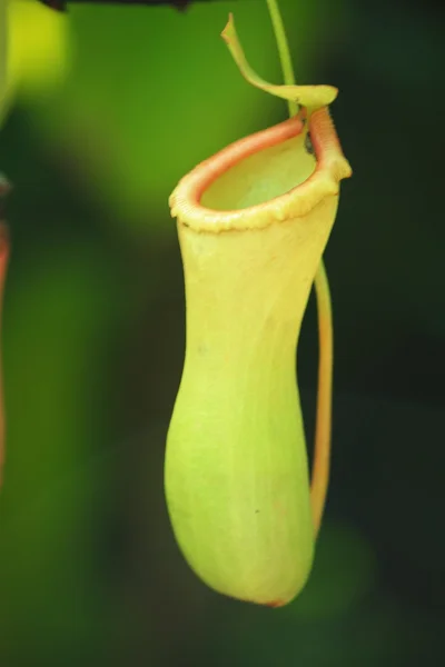 stock image Nepenthes