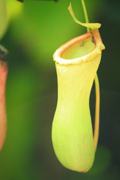 Nepenthes — Fotografia de Stock