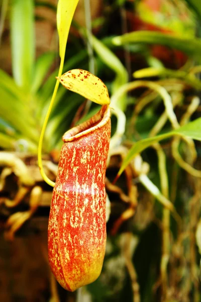 stock image Nepenthes