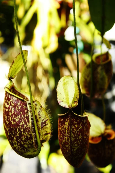 stock image Nepenthes