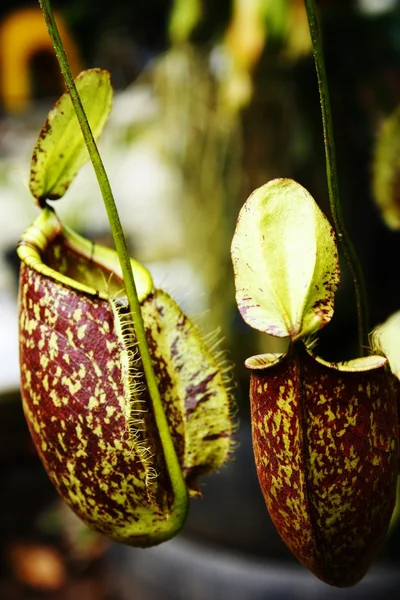 stock image Nepenthes