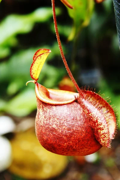 Nepenthes — Stock Photo, Image