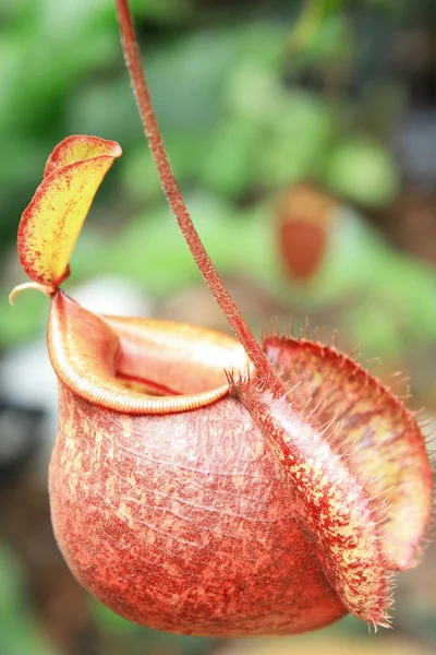 Nepenthes — Stock Photo, Image