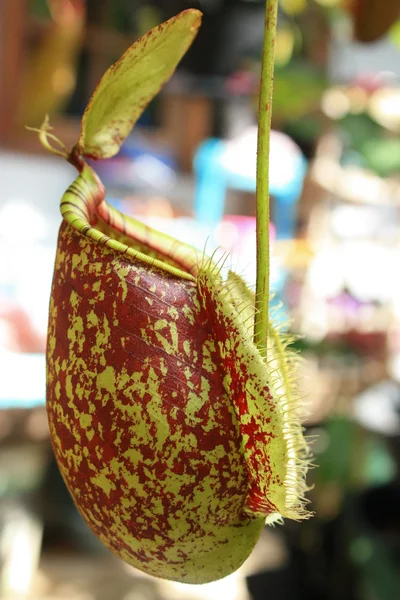 Nepenthes — Stok Foto