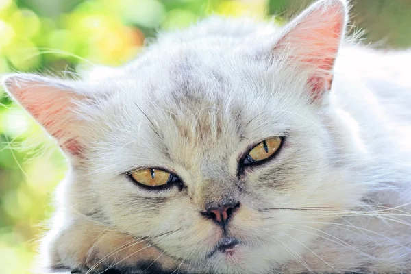Хитрый кот — стоковое фото