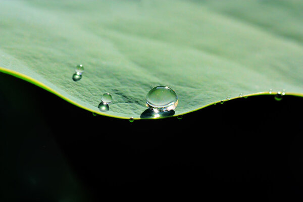 Water dew drops