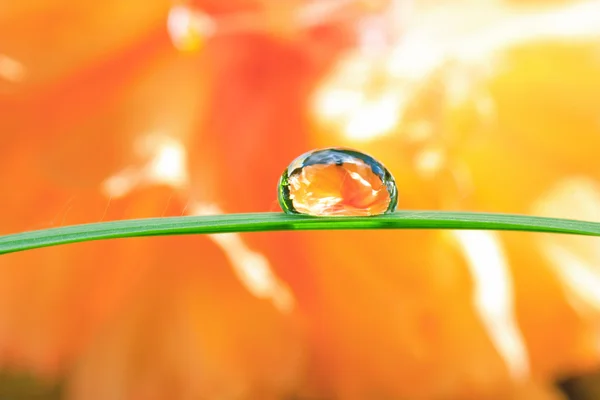 Water dew drop — Stock Photo, Image