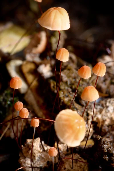 Lesní houby — Stock fotografie