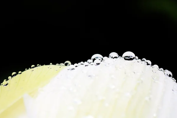 stock image Water dew drop