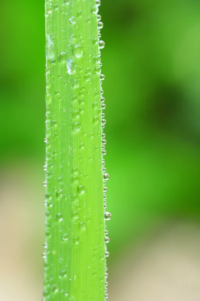 水の葉の上の露の滴 — ストック写真