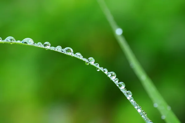 stock image Water dew drop on leaf