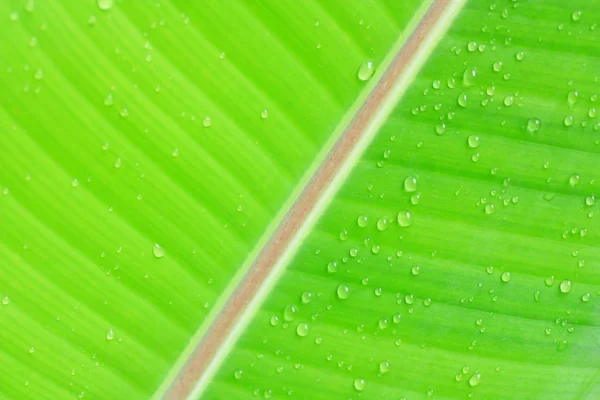 Gota de orvalho de água na folha — Fotografia de Stock