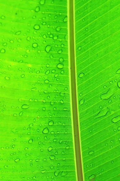 Dauw waterdruppel op blad — Stockfoto