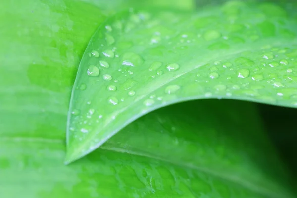 Water dew drop in the morning. — Stock Photo, Image
