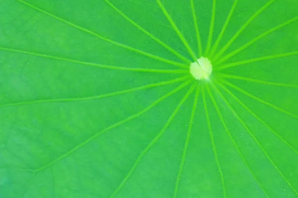 Detail für grünes Lotusblatt — Stockfoto