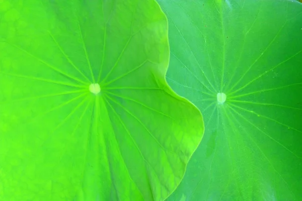 Détail de feuille de lotus vert — Photo
