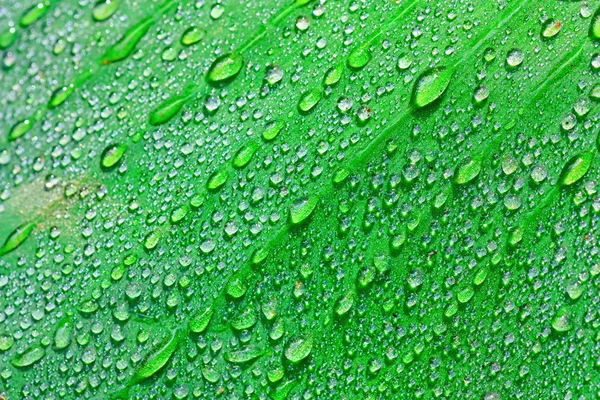 stock image Green leaf with drops of water