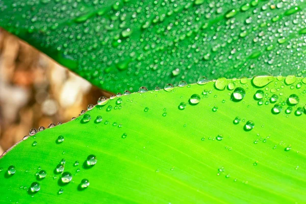 水の滴と緑の葉 — ストック写真