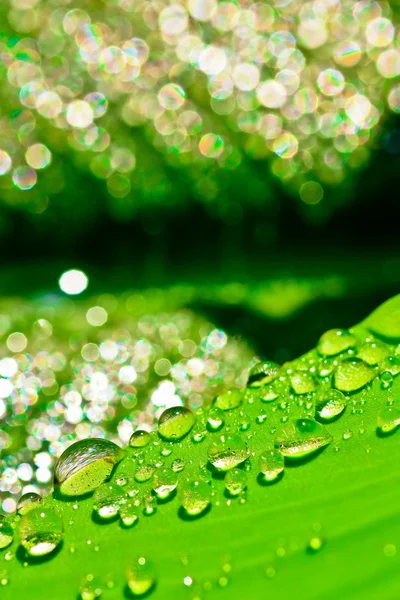 Daun hijau dengan tetes air — Stok Foto