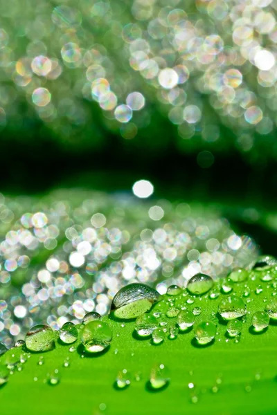 Folha verde com gotas de água — Fotografia de Stock