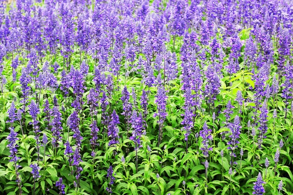 stock image Beautiful spring flowers