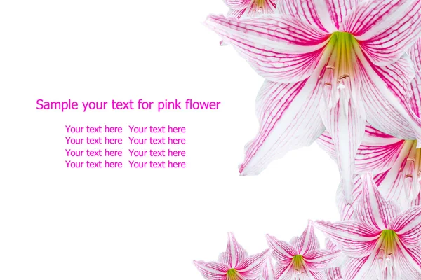 Красиві рожеві квіти — стокове фото