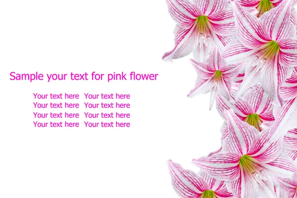 Krásné růžové květy — Stock fotografie