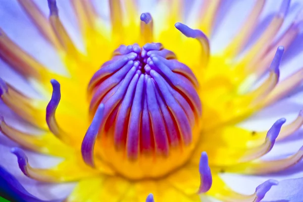 The lotus blossom — Stock Photo, Image