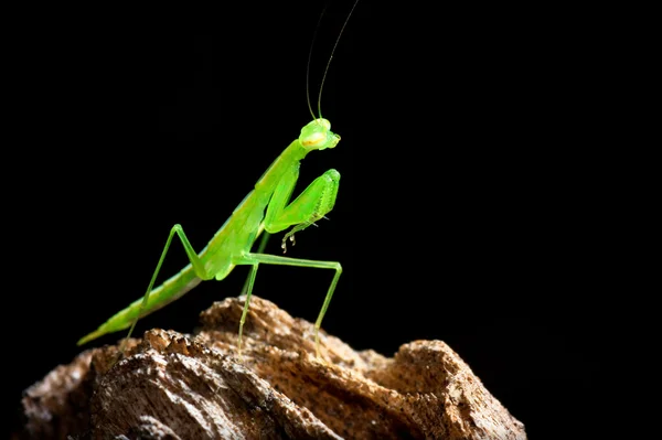 stock image Mantis