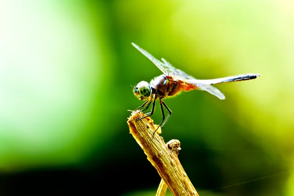 绿草上的蜻蜓 — 图库照片