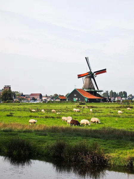 Egy holland szélmalom, Hollandia — Stock Fotó