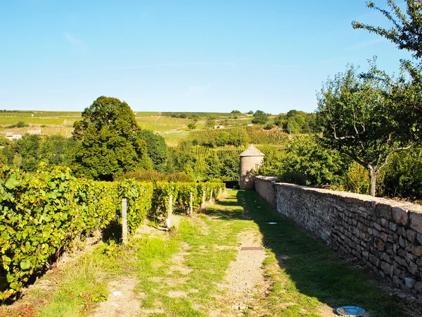 stock image Vineyard alley