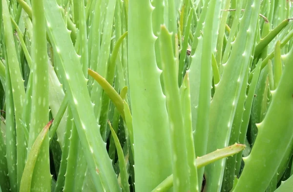 stock image Aloe vera