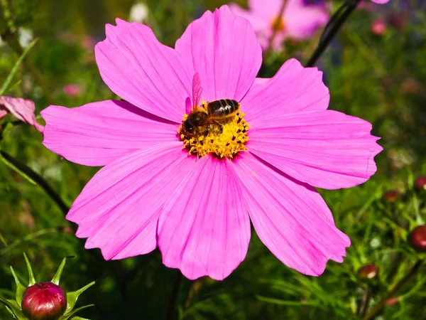 Purple flower with bee — Stock Photo, Image
