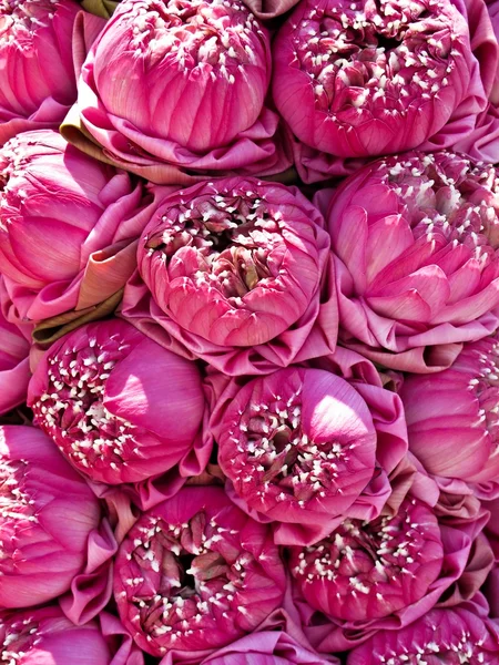 stock image Bunch of Pink Lotus flowers for Buddhist prayer