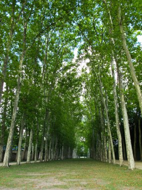 güzel bir yürüyüş yolu ile de Versaille'ye ağaç yol