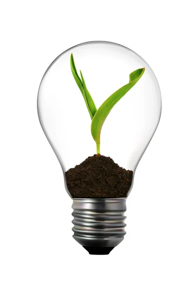 Erneuerbare Energien: Glühbirne mit grüner Pflanze im Inneren — Stockfoto