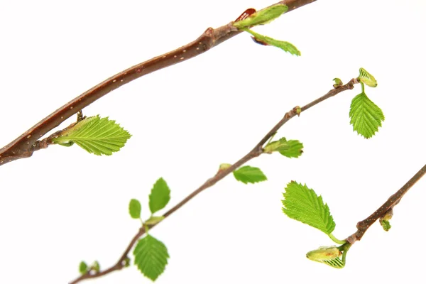 Voorjaar branch met toppen — Stockfoto