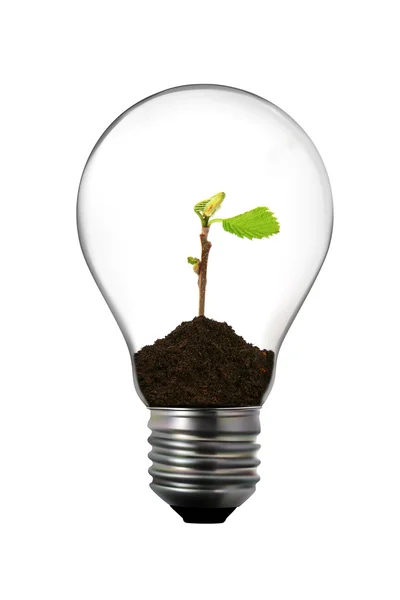 Концепція відновлюваної енергетики: лампочка з маленьким бутоном всередині — стокове фото