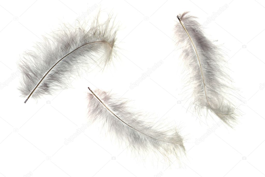 Three feathers isolated on white background