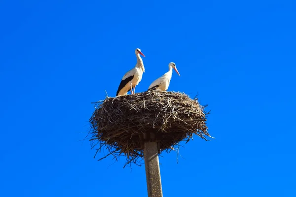 stock image Stork nest