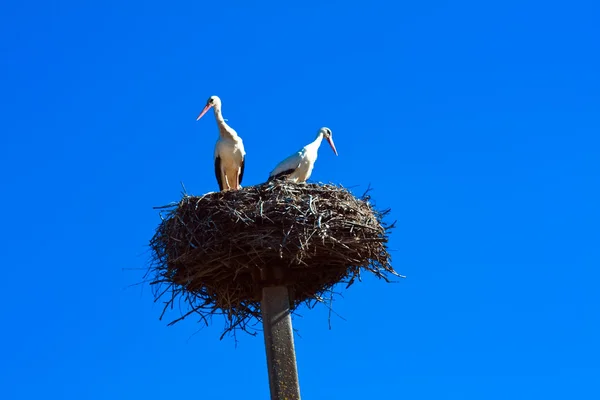 stock image Stork nest