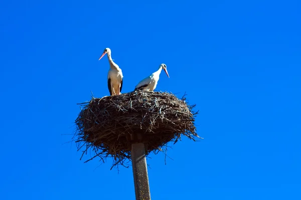 Stork nest Royalty Free Stock Images