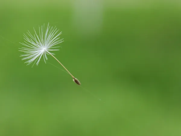 Dandelion parachute — Stock Image Dandelion parachute Royalty Free Stock Images